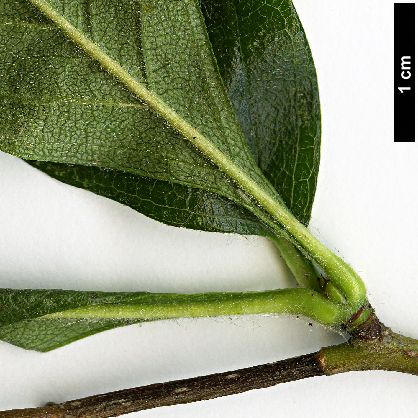 High resolution image: Family: Rosaceae - Genus: Crataegus - Taxon: ×lavalleei (C.crus-gallii × C.pubescens stipulacea)